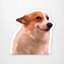 prouddog